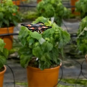 不用農藥！荷蘭大棚用掌上無人機精準絞碎害蟲，而不誤傷益蟲 ...