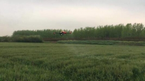 肥東縣店埠鎮：無人機飛防助力小麥赤霉病防控防治