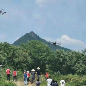 為保護百萬畝板栗，羅田出動15架無人機噴藥