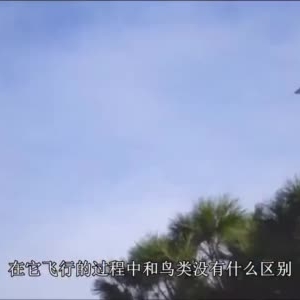 農村小伙發明飛鳥無人機，沒有螺旋槳，飛行跟真鳥毫無差別 ...