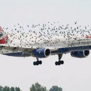 機場驅鳥很有必要！驅鳥利器推薦