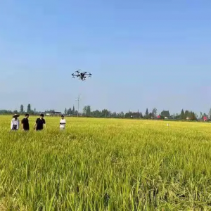 大通湖區金盆鎮 無人機撒播紫云英 美了鄉村肥了田