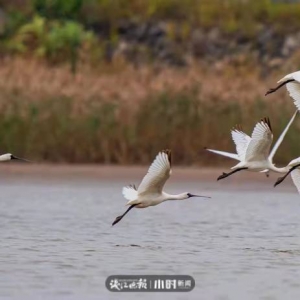 讓鳥兒自由飛翔！無人機拍鳥，這樣的打卡方式應禁止